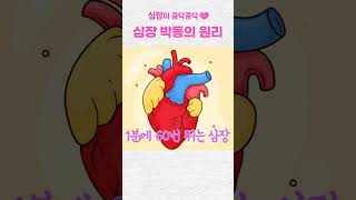 심장은 어떻게 뛸까? 심장 박동의 원리